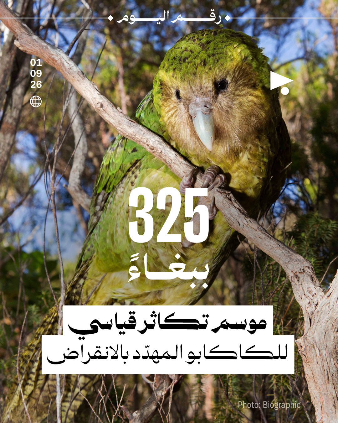 325 ببغاءً: موسم تكاثر قياسي للكاكابو المهدّد بالانقراض