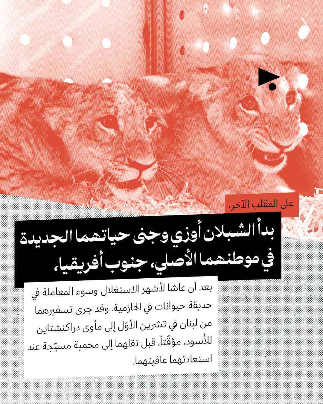 <strong>لبنان الأنيمالستيك: جولة على عالم الحيوان في سنة 2025</strong>