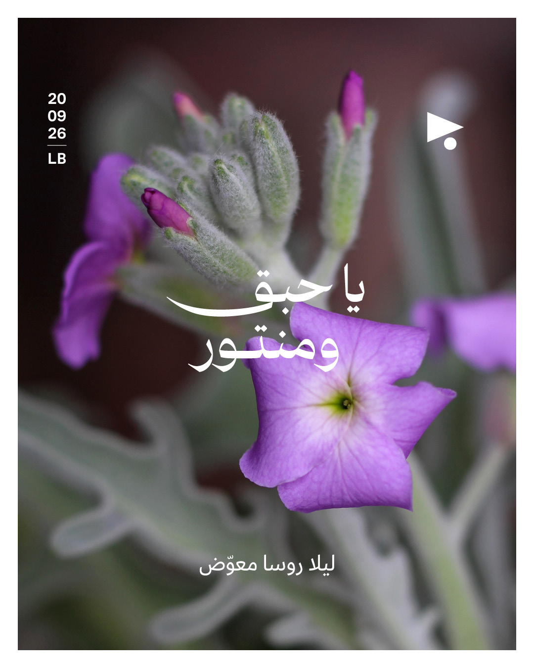 <strong>يا حبق ومنتور</strong>