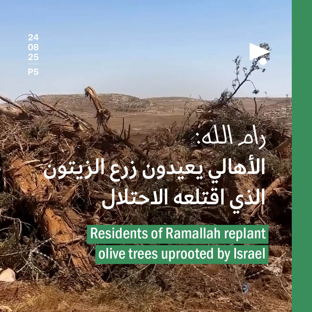 رام الله: الأهالي يعيدون زرع الزيتون الذي اقتلعه الاحتلال
