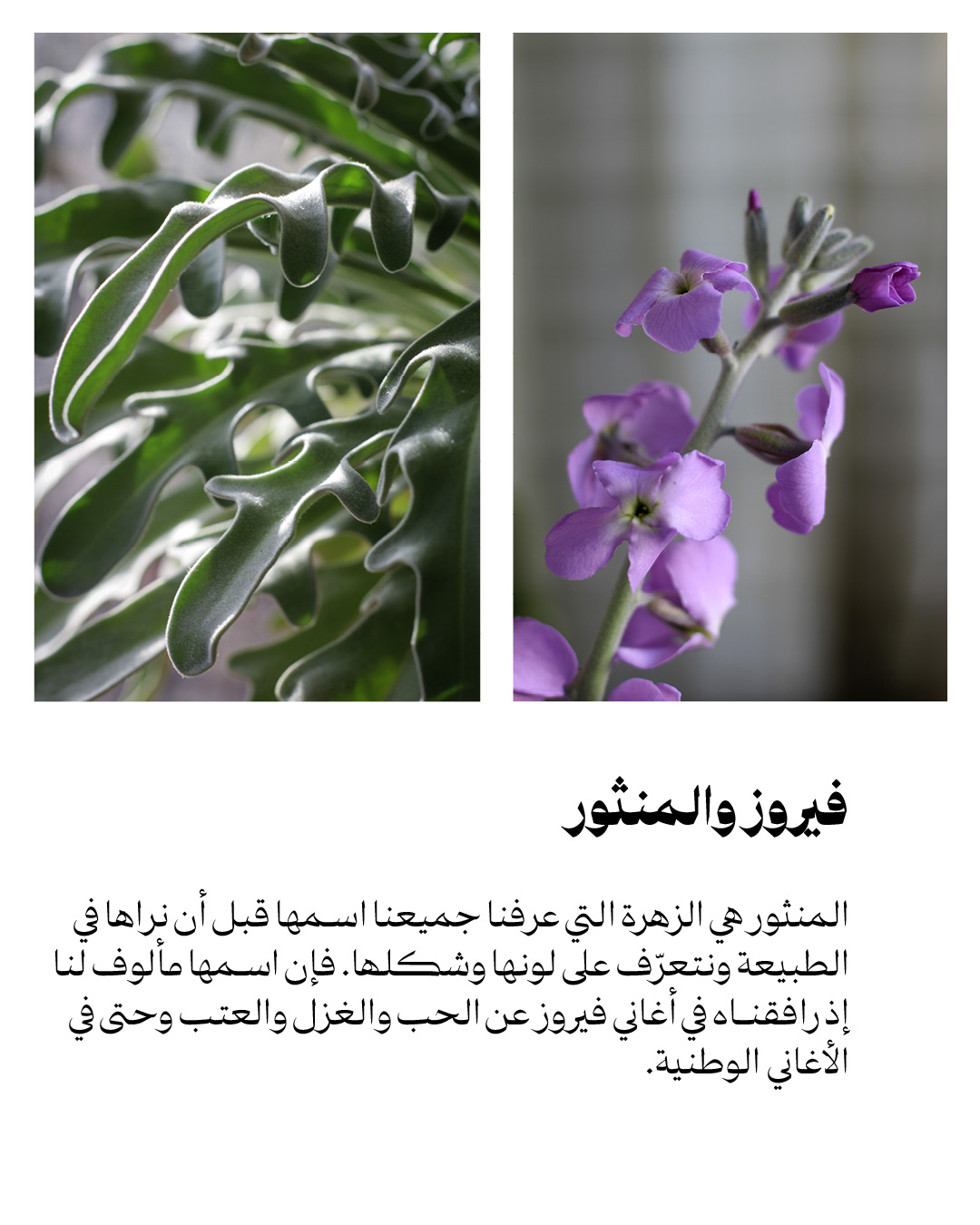 <strong>يا حبق ومنتور</strong>