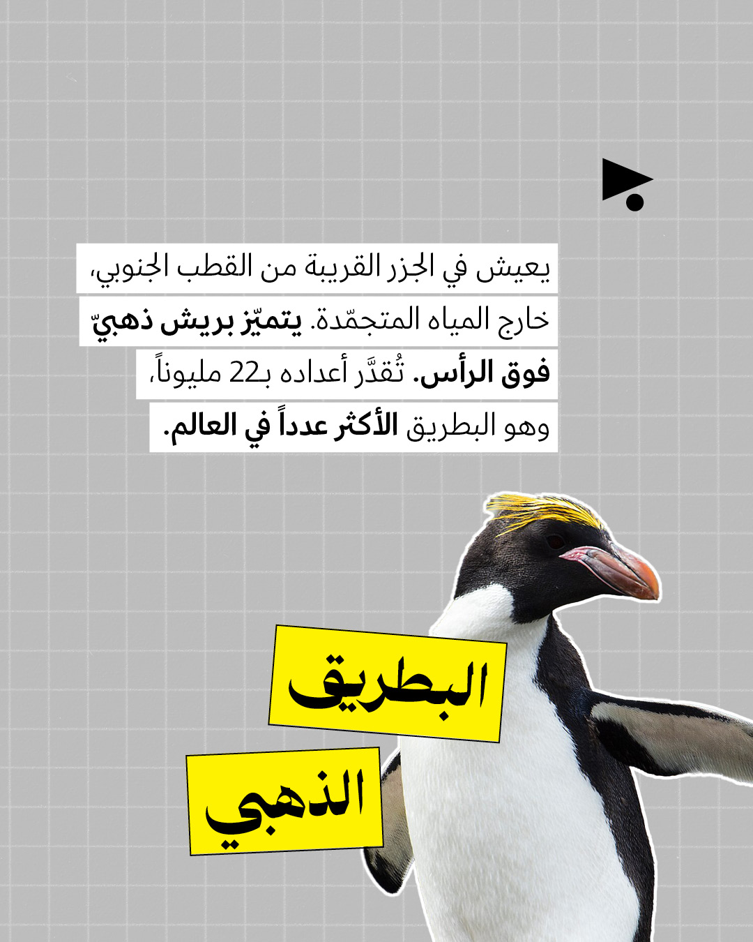 <strong>ترامب على خطأ البطريق لا يعيش في غرينلاند </strong>