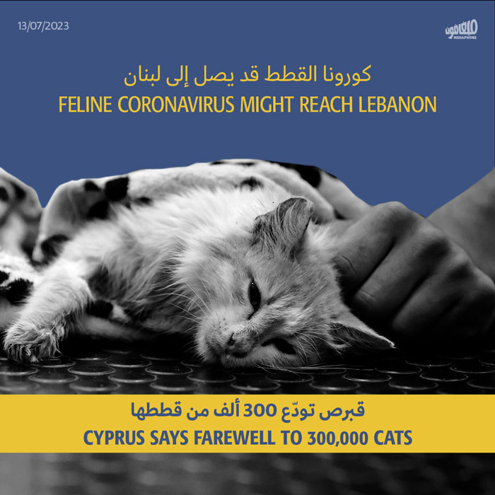 كورونا القطط قد يصل إلى لبنان